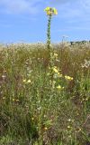 Oenothera rubricaulis. Цветущее растение. Калининградская обл., г. Светлогорск, край поля. 27.07.2025.