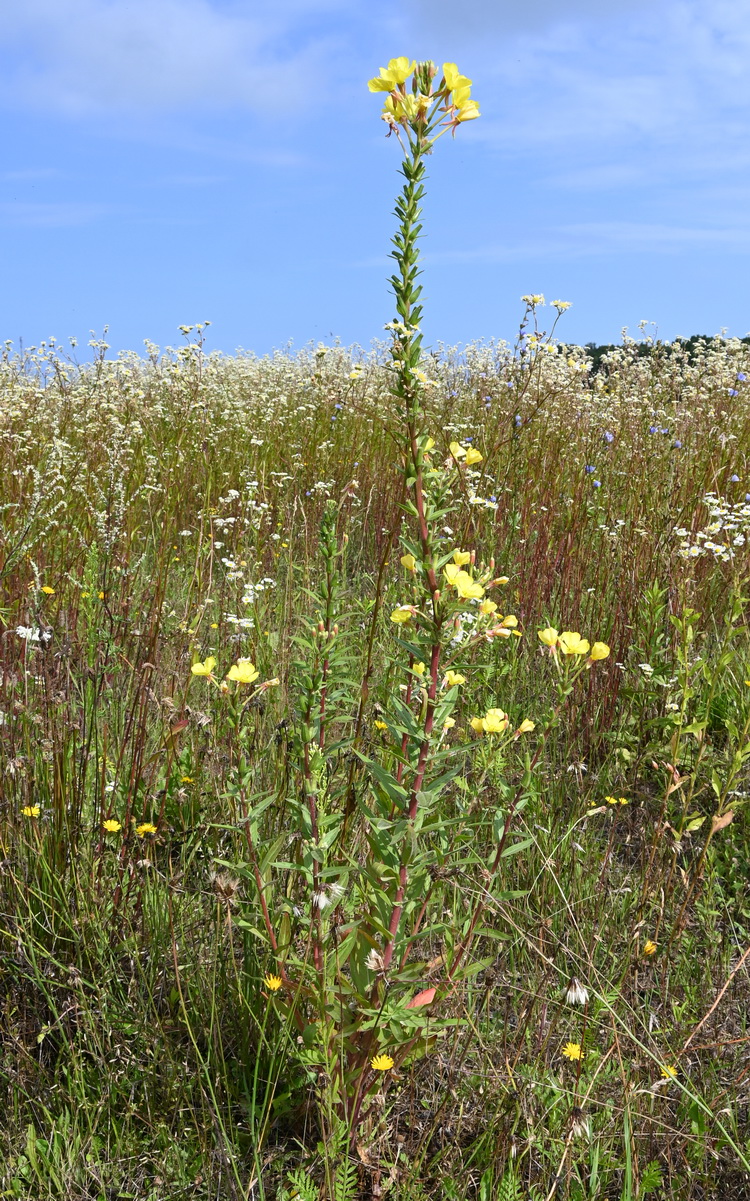 Image of Oenothera rubricaulis specimen.