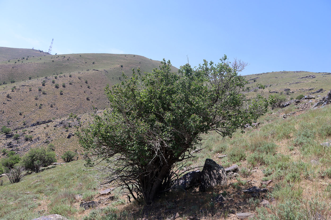 Image of Lonicera nummulariifolia specimen.