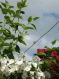 Philadelphus coronarius. Цветущее растение и питающаяся оса (слева внизу). Республика Молдова, муниципалитет Кишинёв, г. Кодру, частная усадьба. 1 июня 2026 г.