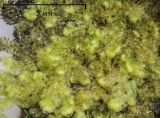 Ptilidium pulcherrimum. Листостебельный гаметофит. Московская обл., Сергиево-Посадский г. о. окр. с.Абрамцево, надпойменная терраса р. Сумерь, елово-широколиственный (с примесью берёзы и ольхи) лес, на сев.-зап. стороне ствола берёзы диаметром ~ 50 см., на высоте ~ 1,5 м. Образец на отрезке коры. 17 октября 2026 г.