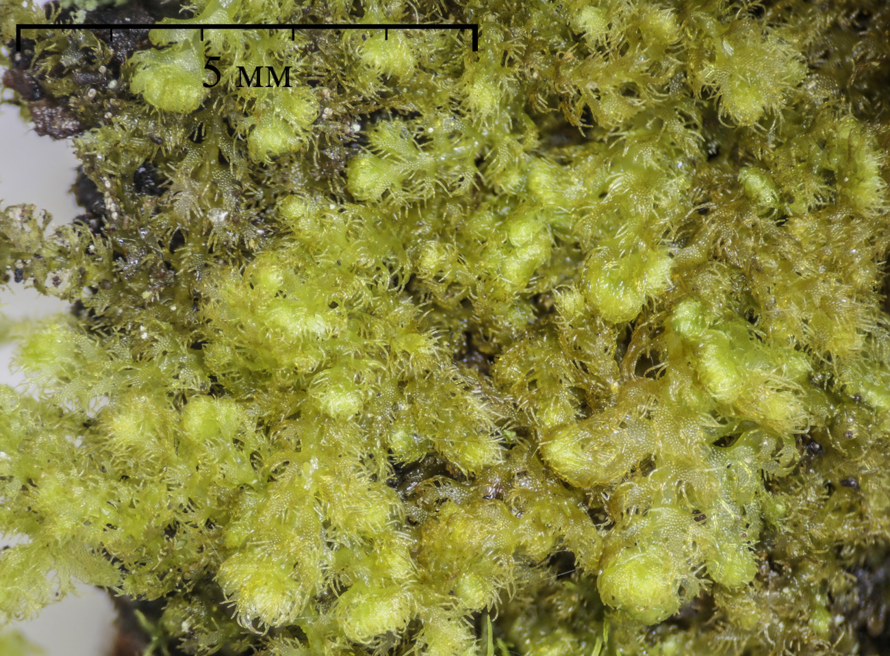 Image of Ptilidium pulcherrimum specimen.