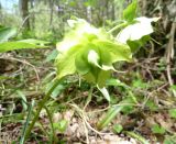 Helleborus caucasicus