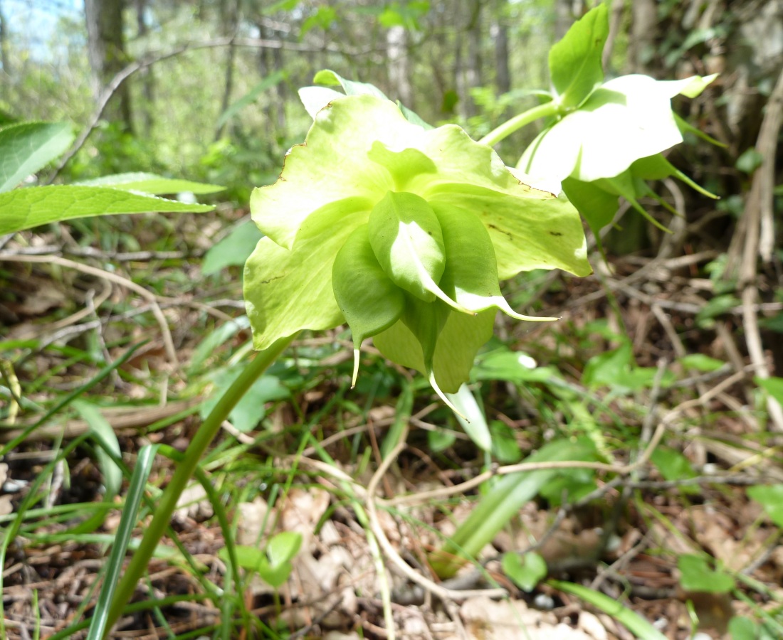 Изображение особи Helleborus caucasicus.