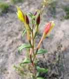 genus Oenothera. Соцветие. Чувашия, г. Мариинский Посад, Куйбышевское водохранилище, сухое песчаное прибрежье. 29.09.2007.