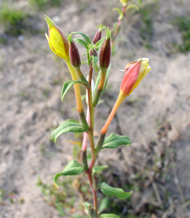 Изображение особи род Oenothera.