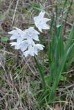 Narcissus papyraceus