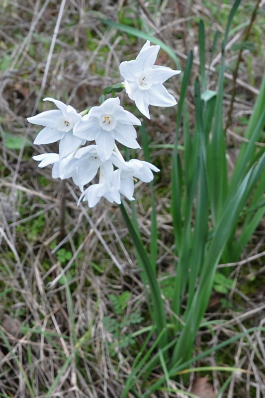 Image of Narcissus papyraceus specimen.