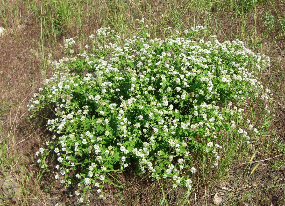Image of Dorycnium graecum specimen.