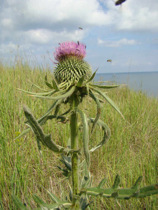 Image of Cirsium ciliatum specimen.