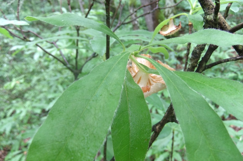 Image of Rhododendron luteum specimen.