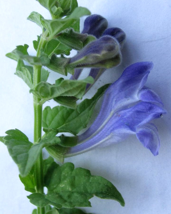 Image of Scutellaria dubia specimen.