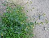 Oxybaphus nyctagineus. Цветущее растение. Украина, г. Запорожье, о-в Хортица. 06.07.2011.