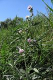 Althaea taurinensis. Побег с цветками. Крым, Севастополь, пос. Любимовка. 31 июля 2011 г.