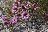 Thymus komarovii