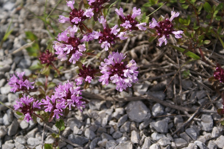 Image of Thymus komarovii specimen.