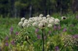 Angelica sylvestris