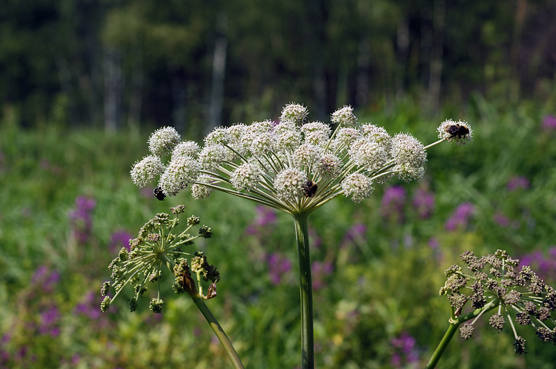 Изображение особи Angelica sylvestris.