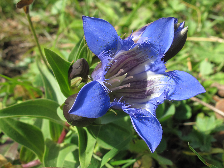 Изображение особи Gentiana septemfida.