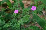 Geranium sanguineum. Верхушка цветущего растения. Республика Татарстан, Волжско-Камский заповедник. 19.06.2011.