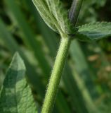 Stachys palustris