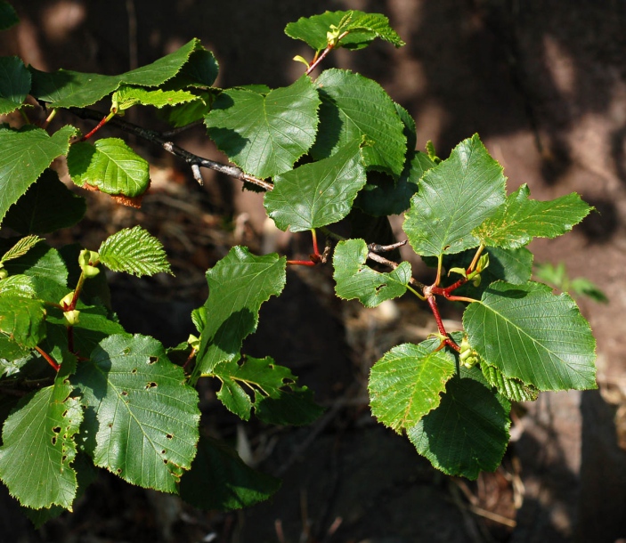 Image of Duschekia fruticosa specimen.