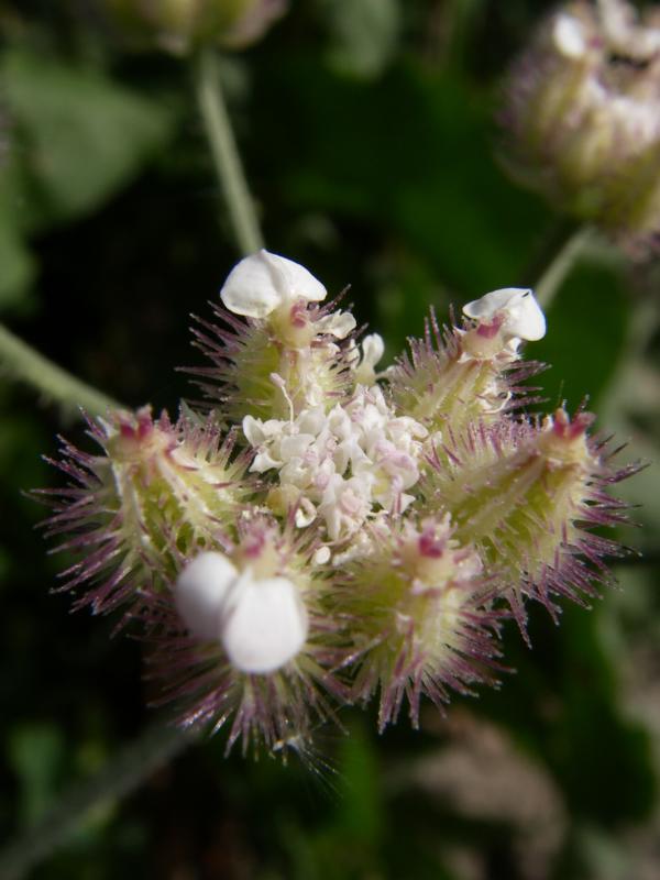 Image of Turgenia latifolia specimen.