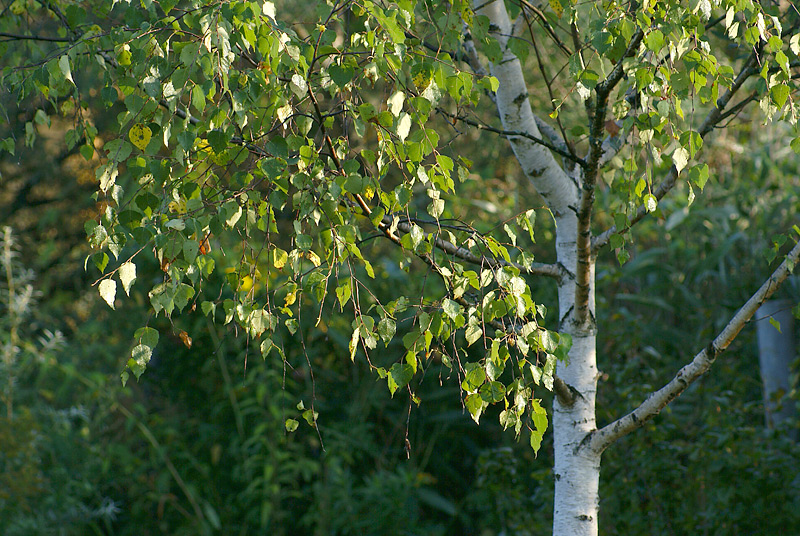 Изображение особи Betula pendula.