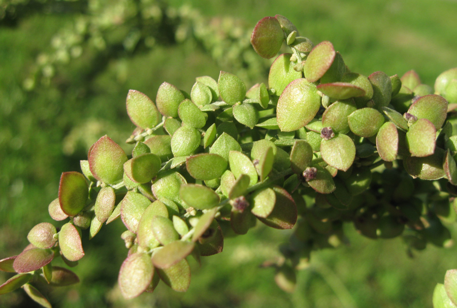 Image of Atriplex sagittata specimen.