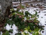 Helleborus abchasicus