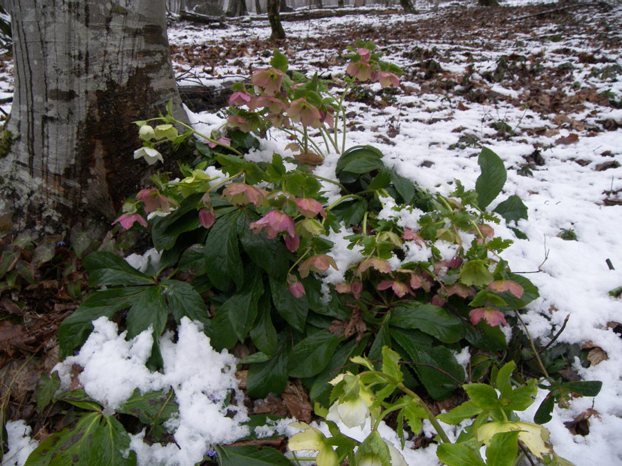 Image of Helleborus abchasicus specimen.