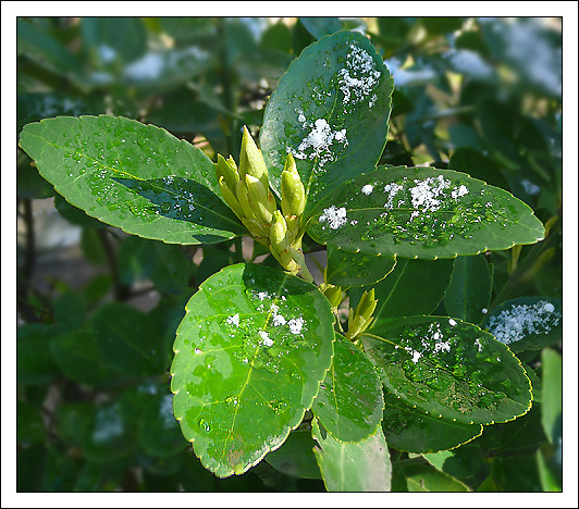 Изображение особи Euonymus japonicus.