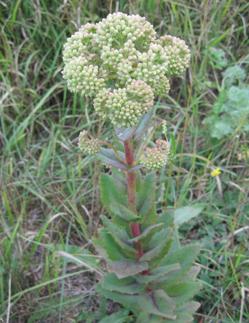 Image of Hylotelephium ruprechtii specimen.