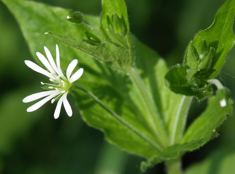 Image of Stellaria nemorum specimen.