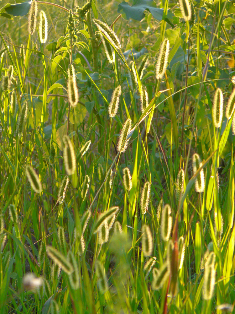 Image of Setaria viridis specimen.