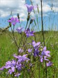 Campanula patula. Верхушка цветущего растения. Ленинградская обл., Кингисеппский р-н, окр. оз. Глубокое. 24.06.2007.