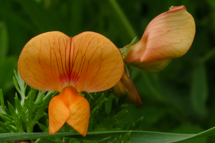 Изображение особи Lathyrus blepharicarpus.