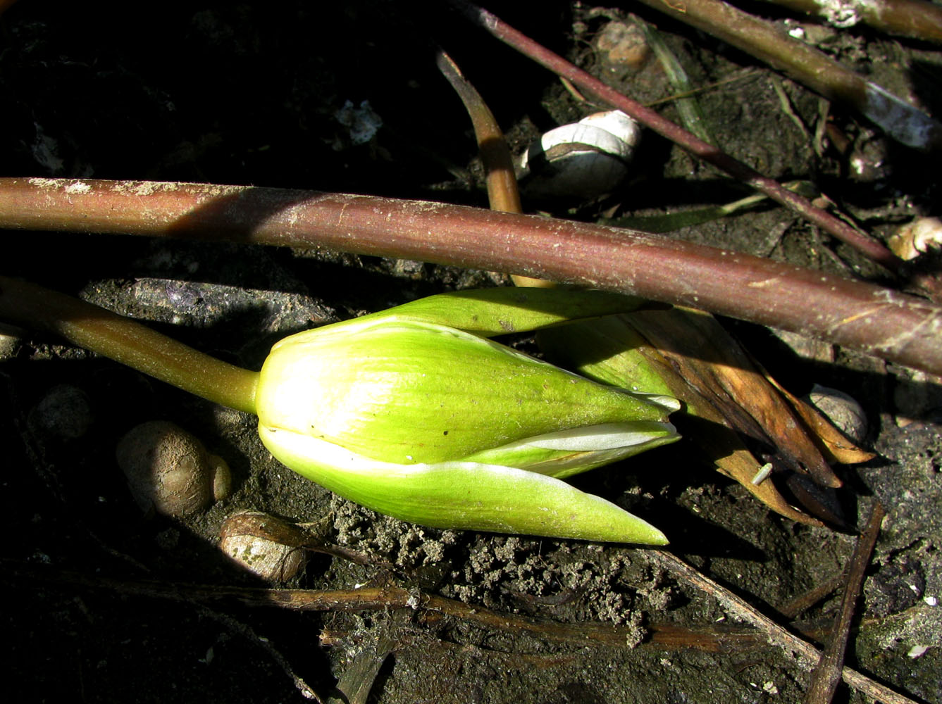 Image of Nymphaea alba specimen.