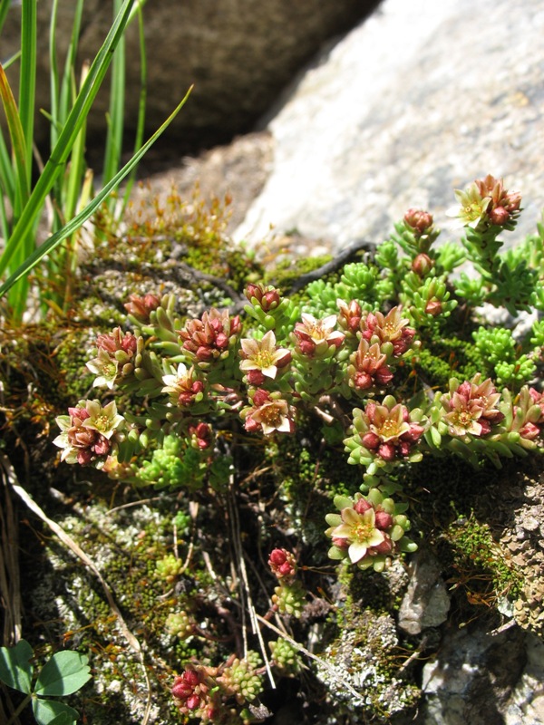 Изображение особи Sedum tenellum.