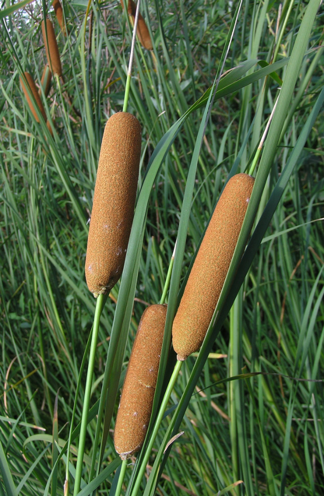 Image of Typha tichomirovii specimen.