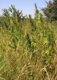 Cannabis sativa variety spontanea. Плодоносящие женские растения в боярышниковом редколесье на западном склоне. Саратовская обл., Саратовский р-н. 27 августа 2011 г.