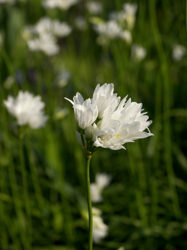 Изображение особи Allium zebdanense.