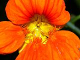 Tropaeolum majus. Центальная часть цветка (увеличено; возможно, гибрид с Tropaeolum peltophorum). Московская обл., дачный участок. 16.08.2007.
