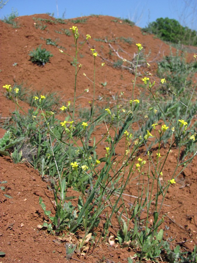 Image of Bunias erucago specimen.