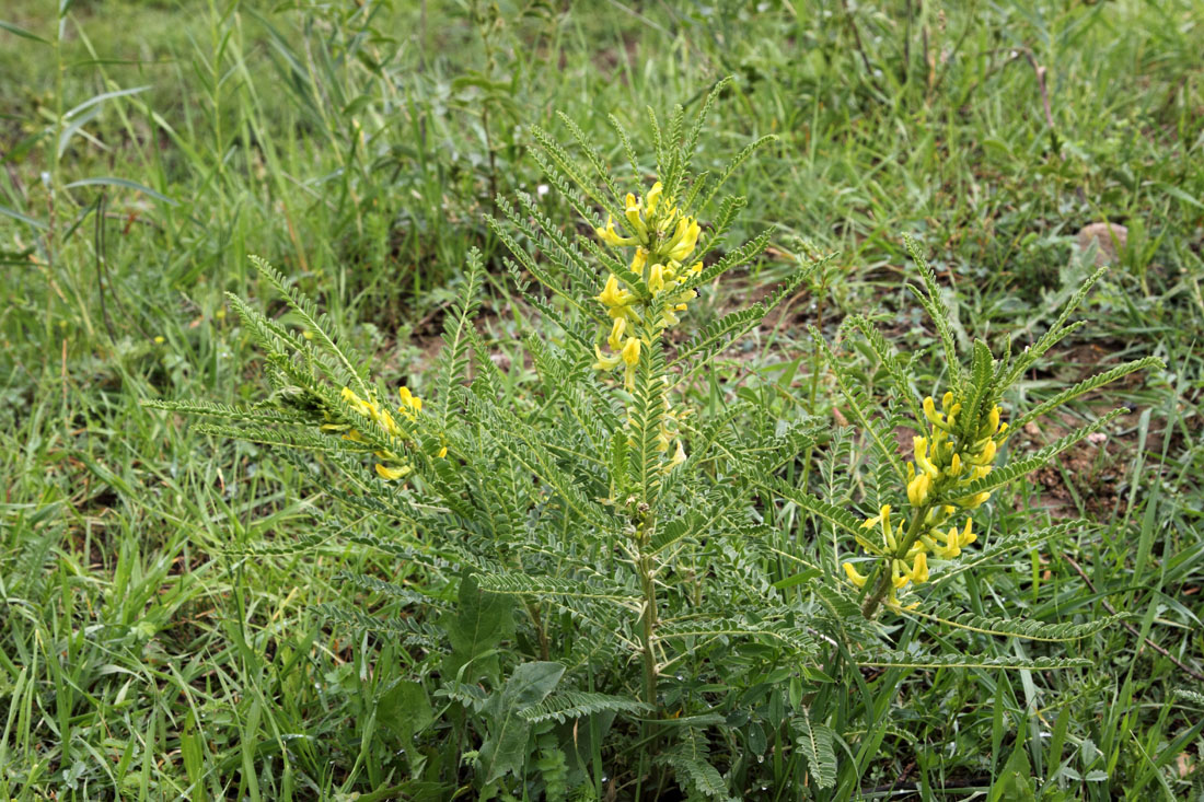 Изображение особи Astragalus turkestanus.