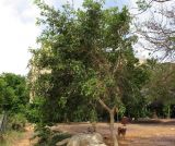 Ficus benjamina