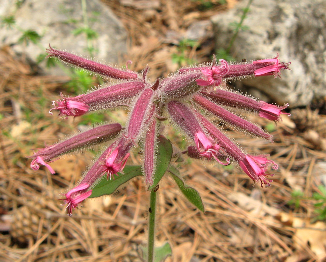 Image of Saponaria glutinosa specimen.