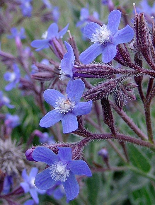 Image of Anchusa azurea specimen.