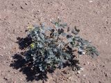 Senna italica