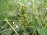 Carex spicata